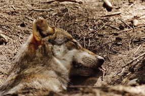 Wolf sleeping on the ground because he was tired