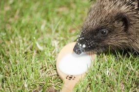 hedgehog drinks milk on the grass on a sunny day