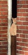 cat sits near a brick wall