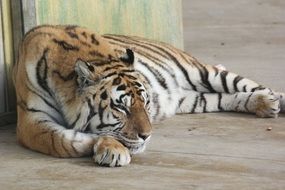 Tiger Animals