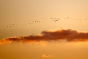 plane flies in the sky during sunset