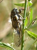 Cicada on green plant close up