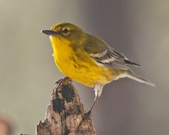perched Pine Warbler birdie
