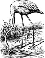 Flamingo, bird drinking water, illustration