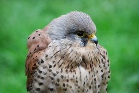 Kestrel Hawk Close-Up