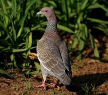 Wild Pataginas bird