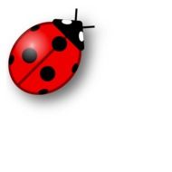 ladybug as a drawing