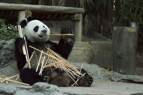 Panda Cub Wildlife