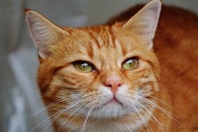 playful red mackerel cat
