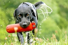 wet labrador on green grass