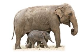 wild elephant mother with baby