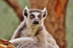 perfect beautiful Monkey Lemur, tierpark hellabrunn, munich