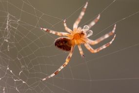 garden spider on its web