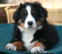 wonderful and beautiful Bernese