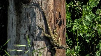 long tailed Lizard on trunk, Cyprus