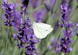 butterfly caterpillar on purple lavender