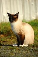 siamese cat sitting outdoor