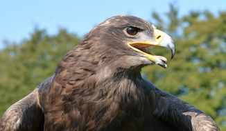 Falcon Wild Bird