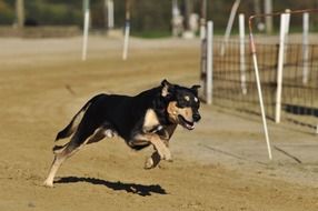 black dog runs on racecourse