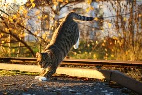 playful cat in autumn