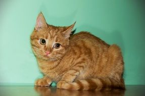 red cat against a green wall