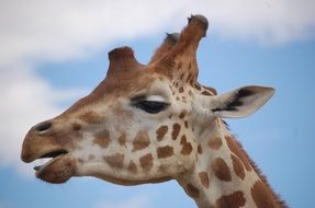 giraffe head against the sky with white clouds