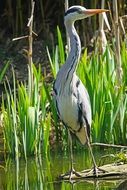 Grey heron in the water