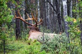 deer with big horns at the edge of the forest