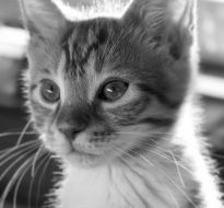 cute kitten in black and white background