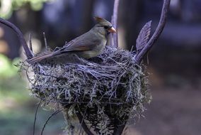 bird in a nest on a tree