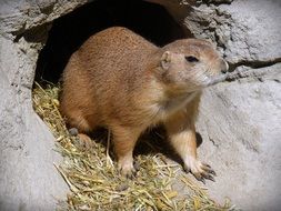 cute prairie dog in the wild