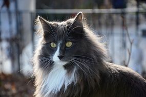 gray fluffy cat with a white chest