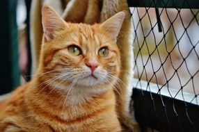 portrait of a red cuddly tomcat