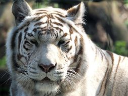 portrait of a white bengal tiger
