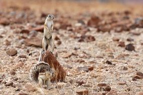 animal standing watching what is happening in the wild