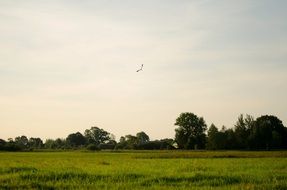 Meadow in Countryside at summer evening