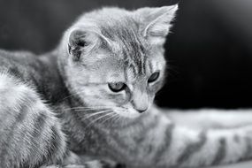 kitten with gray fur