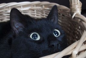 black Cat in basket