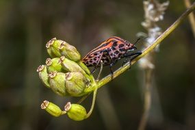 red crawl Insect