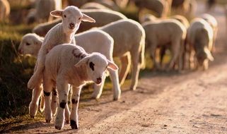 flock of young lambs