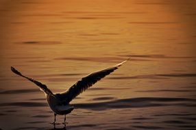 seagull in the evening on the Lake Constance