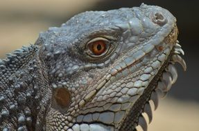 portrait of a wild iguana