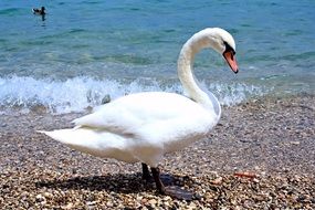 white swan on a pebble beach