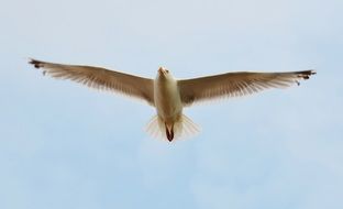 seagull in flight with a wide wingspan