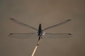 dragonfly by the water close-up on blurred background