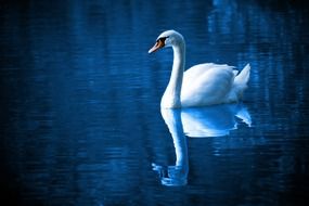 swan swims on the lake at night