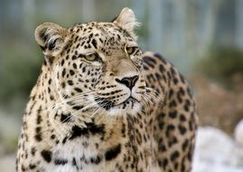 Portrait of the leopard