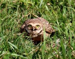 Burrowing owl in grass