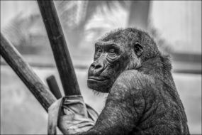 black and white portrait of a gorilla