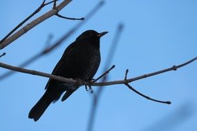 black songbird on a branch